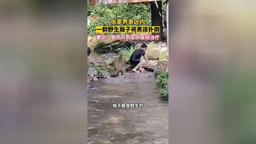 新门内部资料内部网站和车钥匙逗猴被猴抢走与车钥匙被淋了怎么办
