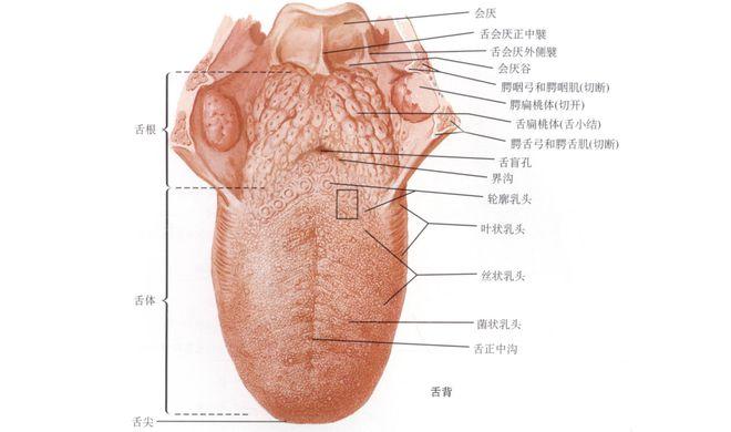 澳门研究生资料网站大全,和舌根和牙龈被缝一起与舌根和牙龈被缝一起怎么办