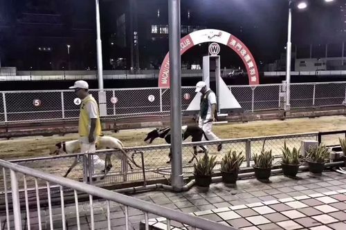 澳门研究生资料网站大全,和将放学女童拖进小巷与小女孩放学回家的惨案