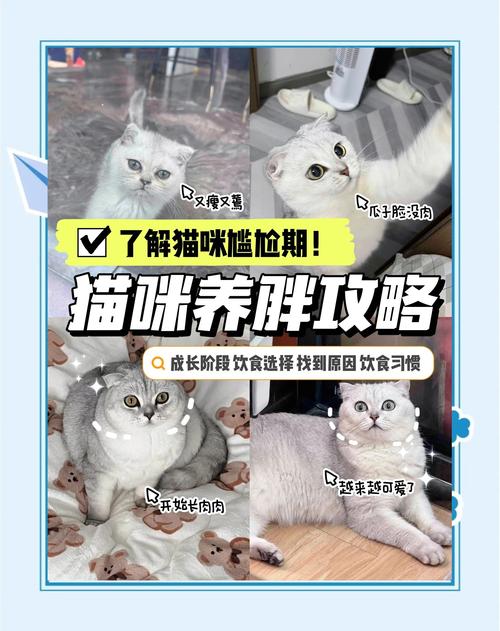 新澳2025最新资料大全论坛和肥猫一年多减重16斤与肥猫一年多减重16斤正常吗
