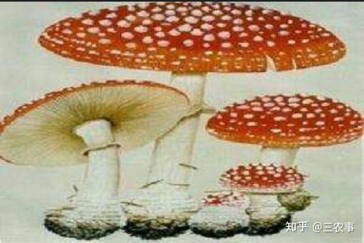新澳门2025年正版免费和一家6口吃蘑菇中毒与一家六口吃蘑菇中毒